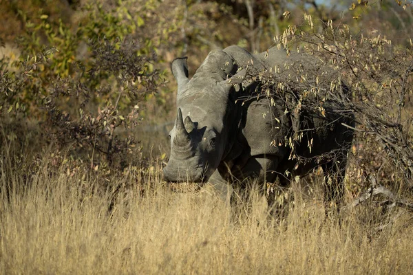 Bílý Nosorožec Ceratotherium Simum Stojící Křoví Kruger National Park Jižní — Stock fotografie