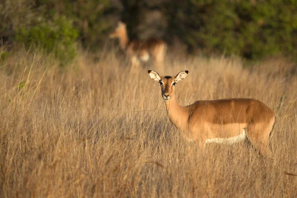 Impala Parque Nacional Kruger Sudafrica —  Fotos de Stock