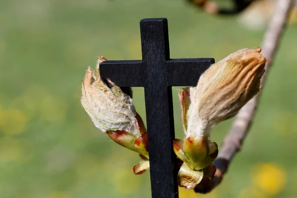 Hristiyan Haçı Kestane Tomurcukları Lkbahar — Stok fotoğraf