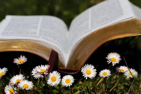 Bible Ouverte Dans Herbe Avec Des Marguerites Premier Plan — Photo