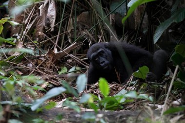 Batı ova gorili. Odzala-Kokoua Ulusal Parkı, Kongo Cumhuriyeti. 