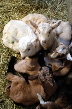 Keçi çiftliği. Yeni doğmuş keçi çocuklar. Fransa. 