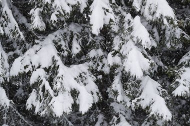 Kışın Fransız Alpleri. Kar altında ateş ağaçları. Saint-Gervais. Fransa. 