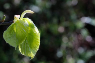 Linden otu. Bahar. Fransa. 