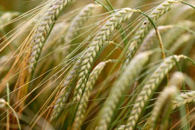 Buğday tarlası hasat için olgunlaşmaya hazır..