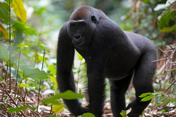 Gorilla Della Pianura Occidentale Parco Nazionale Odzala Kokoua Repubblica Del — Foto Stock