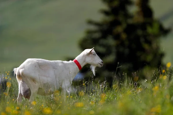 Granja Cabras Los Alpes Franceses —  Fotos de Stock