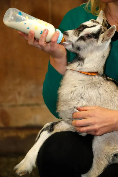 Granja Cabras Agricultor Alimentando Niño Cabra Con Biberón Leche Francia —  Fotos de Stock