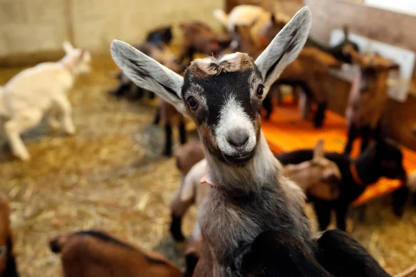 Granja Cabras Niños Cabra Recién Nacidos Francia —  Fotos de Stock