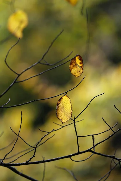 Piękne Kolorowe Liście Drzewach Jesiennym Czasie Naturalne Sezonowe Tło Koloru — Zdjęcie stockowe