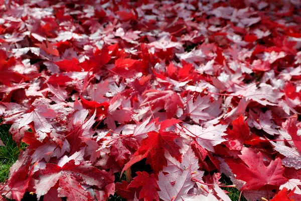 Foglie Acero Terra Piedi Albero Segno Dell Autunno Quando Pavimento — Foto Stock