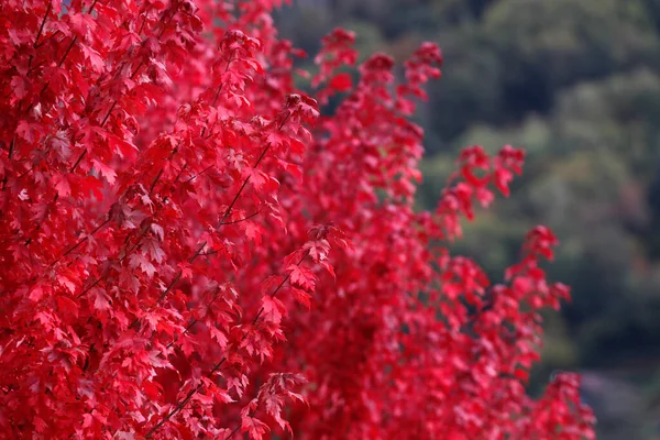 紅葉のもみじの木 — ストック写真