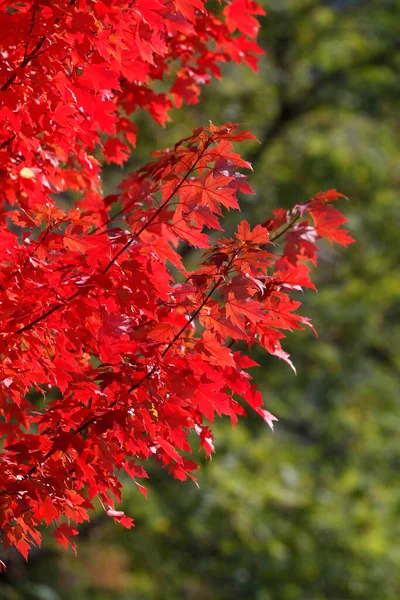Клен Красными Осенними Листьями — стоковое фото