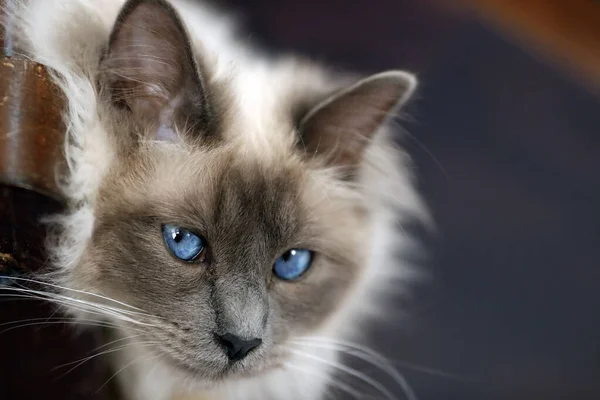 Mavi Gözlü Bez Bebek Kedi Fransa — Stok fotoğraf