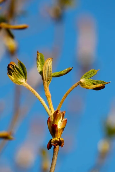 Bud Uma Folha Castanha Primavera França — Fotografia de Stock