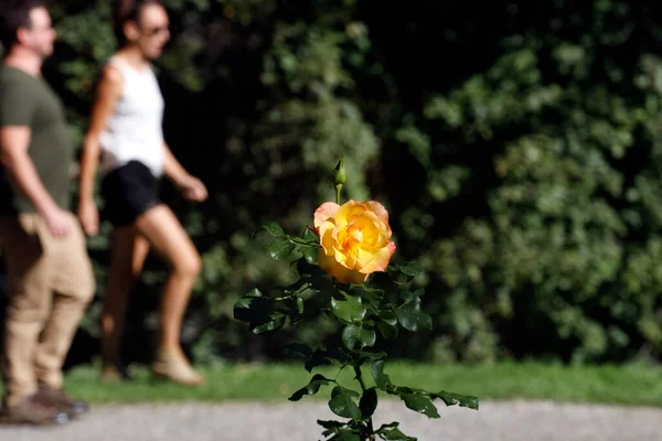 Yellow rose against woman and man walking alone in a park.  France.