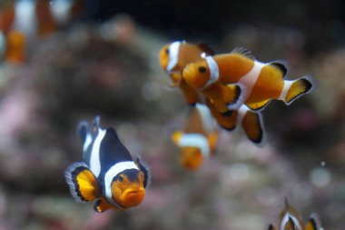 Cenova Akvaryumu. Palyaço balığı ya da anemonik. İtalya. 