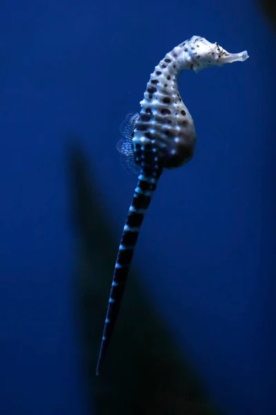 Aquarium Genoa Long Snouted Seahorse Hippocampus Guttulatus Swims Blue Water — Stock Photo, Image