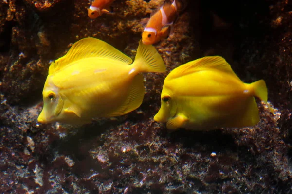 Genuas Akvarium Tropisk Gul Sötvattenfisk Italien — Stockfoto