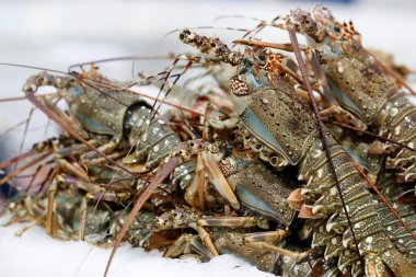 Dubai Balık Pazarı 'nda taze ıstakozlar satılıyor. Birleşik Arap Emirlikleri.