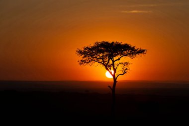 Günbatımında Afrika ağacı (Connochaetes taurinus), Masai Mara Ulusal Rezervi. Kenya. 