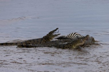 Göçmen mavi antilobu (Connochaetes taurinus) Mara Nehri, Masai Mara Ulusal Rezervi, Kenya. 
