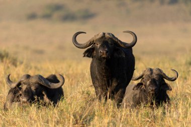 Afrika Buffaloları (Syncerus caffer) bozkırdaki yüksek çimlerde. Masai Mara Ulusal Parkı. Kenya. 