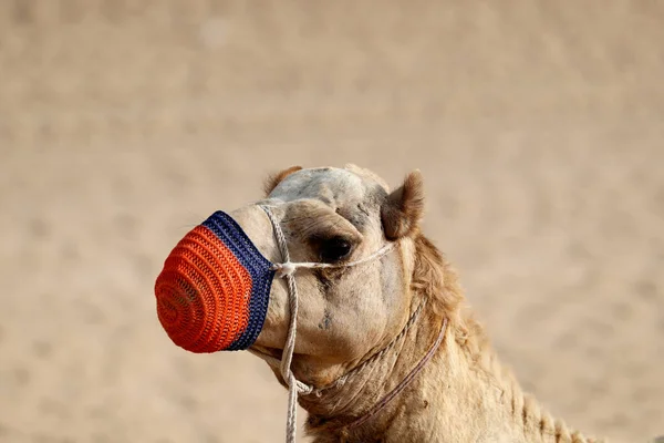 Camelo Montado Acampamento Beduíno Durante Safári Deserto Dubai Emirados Árabes — Fotografia de Stock