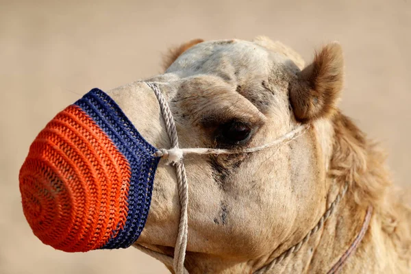 Velbloudí Jízda Táboře Beduínů Během Pouštní Safari Dubaj Spojené Arabské — Stock fotografie