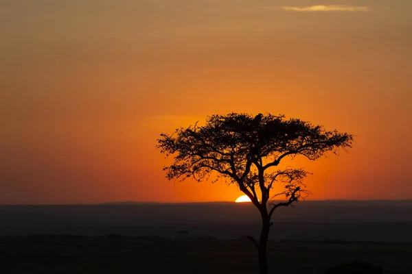 Afrikai Naplementekor Connochaetes Taurinus Masai Mara Nemzeti Rezervátum Kenya — Stock Fotó