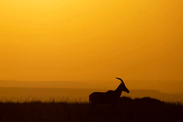 Topi Antelope Damaliscus Lunatus Jimela Parque Nacional Masai Mara Kenia —  Fotos de Stock