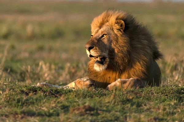 Самці Лева Panthera Leo Савані Національний Парк Масаї Мара Кенія — стокове фото