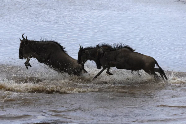 Göçmen Mavi Antilobu Connochaetes Taurinus Mara Nehri Masai Mara Ulusal — Stok fotoğraf