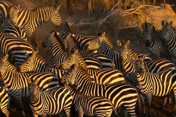 Grupo Cebras Equus Quagga Burchellii Parque Nacional Masai Mara Kenia —  Fotos de Stock