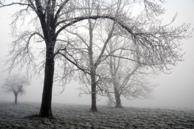 Kışın karla kaplı ağaçlar. Soğuk hava konsepti.