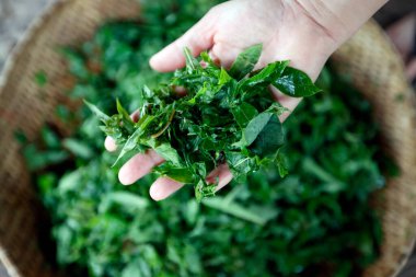 Dağlık arazideki bir köyde geleneksel bir yemek hazırlıyorum. Cassava yaprakları. Kontum. Vietnam.