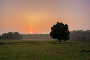 Sabah yemyeşil bir tarlada yemyeşil bir ağaç