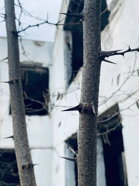 Фото Дерева Шипами Листьев Фоне Белого Разрушенного Здания — стоковое фото