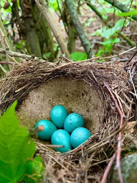 Huevos Aves Azules Bosque — Foto de Stock