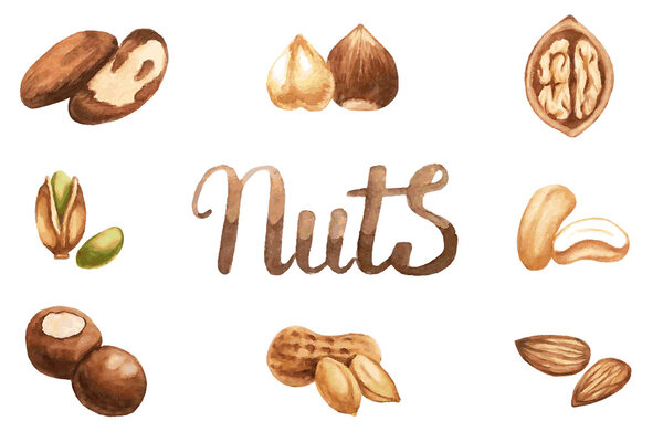 Set of nuts by watercolor