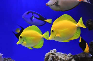 Sarı yelken Zebrasoma balık