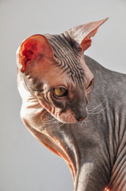 kedi don Sphynx doğurmak portre