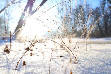 Kış ormanında donmuş bitkiler ve kar