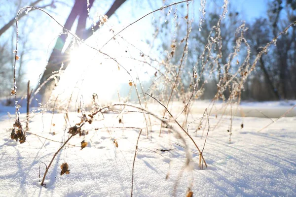 Kış ormanında donmuş bitkiler ve kar