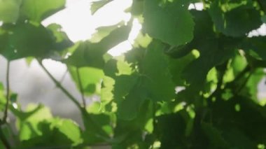 Bir ağacın yakın çekimi.