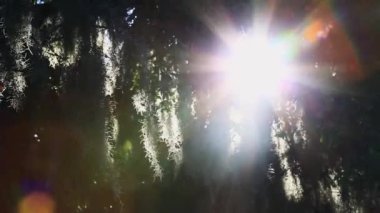 Gökyüzü yıldızlarla dolu.