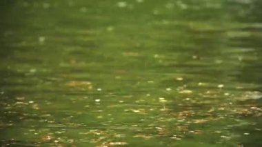 Bir kuşun yakın çekimi.