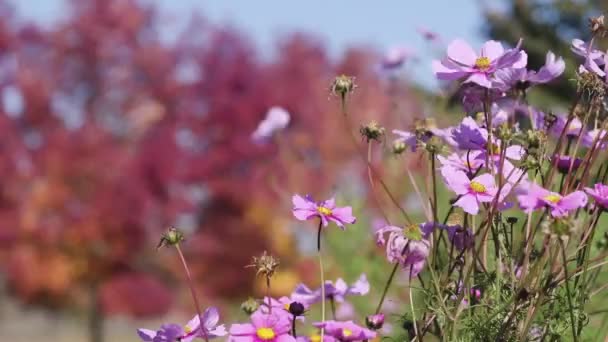 En närbild av en blomma — Stockvideo
