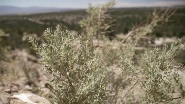 Een close-up van een droog grasveld — Stockvideo