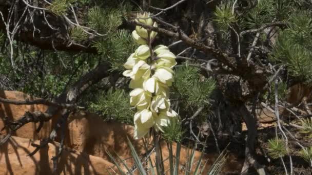 Una pianta che cresce su un albero — Video Stock